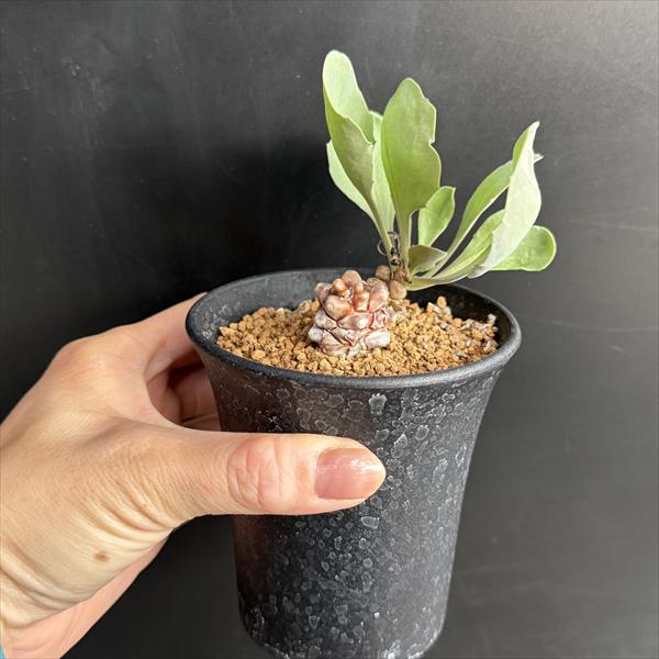 楽天市場】コーデックス：オトンナ ヘレー×アルミアナ 実生*S 幹幅2.5