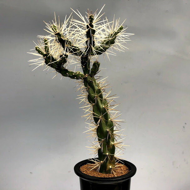 楽天市場】サボテン：キリンドロオプンチア ツニカータ*全幅19cm