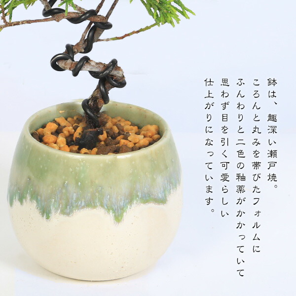楽天市場】ミニ盆栽：糸魚川真柏（曲・3年生）*（瀬戸焼白緑釉掛け丸深
