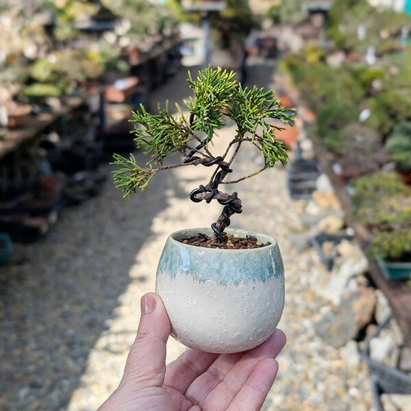 楽天市場】ミニ盆栽：糸魚川真柏（曲・3年生）*（瀬戸焼白緑釉掛け丸深
