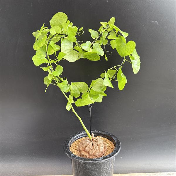 観葉植物 アフリカ亀甲竜」の人気商品一覧 | 安い商品を通販サイトから