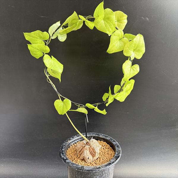 観葉植物 コーデックス 亀甲竜」の人気商品一覧 | 安い商品を通販