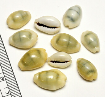楽天市場】【小さな貝殻パーツ】キイロダカラ 宝貝 タカラガイ