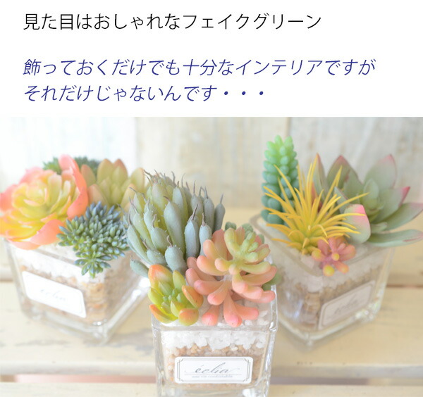 楽天市場】光触媒より便利な『CT触媒フェイクグリーン エクリア