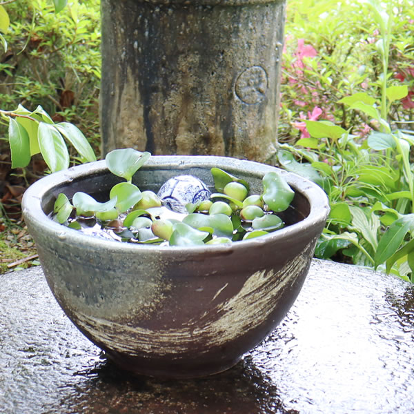 楽天市場】【ポイント10倍】10号青ハケ目水鉢信楽焼すいれん鉢 メダカ