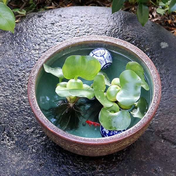 楽天市場】睡蓮鉢 メダカ鉢 めだか 鉢 金魚鉢 陶器 メダカ ビオトープ