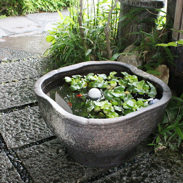 楽天市場】【ポイント10倍】19号黒肌変形水鉢 信楽焼すいれん鉢 メダカ