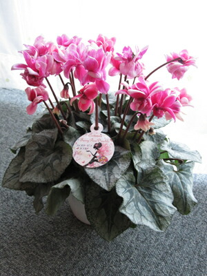 楽天市場】シクラメン☆フェアリーピコ・ダブル（5寸）ローズピンク