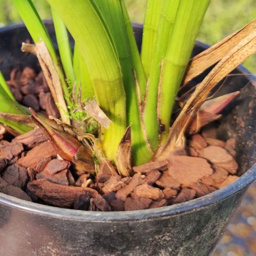 楽天市場】キンリョウヘン 金稜辺 赤花 花芽3芽付き 令和8年春開花