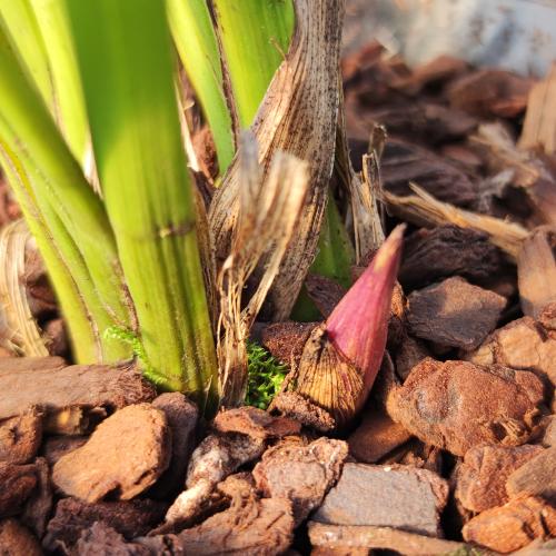 楽天市場】キンリョウヘン 金稜辺 赤花 花芽3芽付き 令和8年春開花