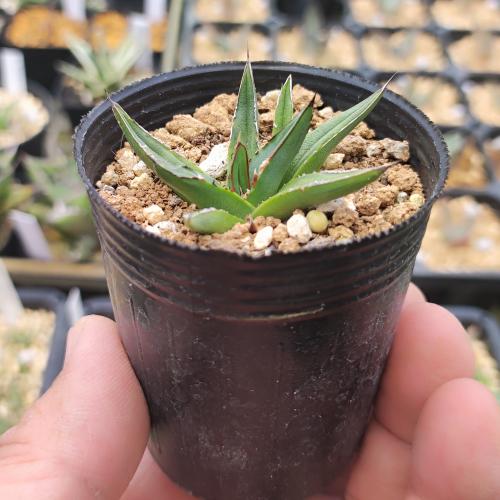 楽天市場】アガベ 笹の雪の通販