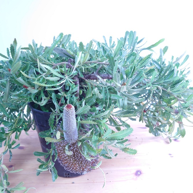 楽天市場】【バンクシア ピグミーポッサム】現品配送！ネイティブ