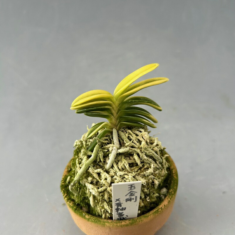 楽天市場】【富貴蘭】玉金剛×青軸富嶽（たまこんごう×あおじくふがく