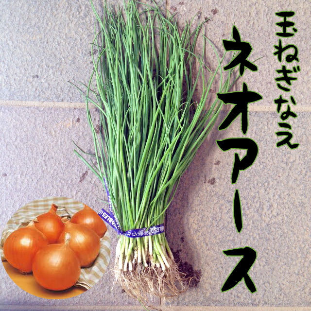 楽天市場】【予約商品 10月～11月発送開始】玉ねぎ苗 中晩性