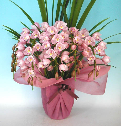 楽天市場】シンビジューム ピンク アーチ 5本立ち ラッピング付 耐寒性