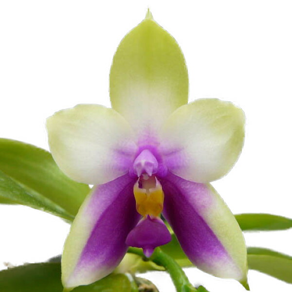 楽天市場】【花付き株】 ファレノプシス ビオラセア Phal.violacea