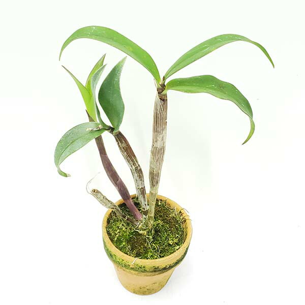 楽天市場】【花なし株】 デンドロビューム マローンスター