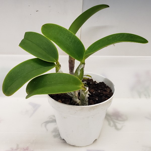 楽天市場】【花なし株】 カトレア ノビリオール 'ドナブルー' C