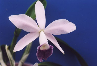 楽天市場】【花なし株】 カトレア ミニパープル セルレア C.(Lc.)Mini