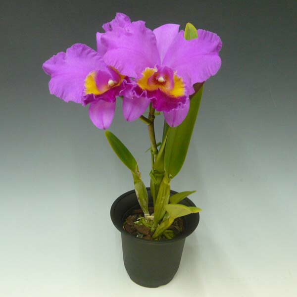 楽天市場】【花付き株】 カトレア カリフローラ 'Z-1030C' C.Califlora