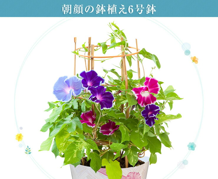 楽天市場】朝顔 鉢植え あさがお アサガオ 送料無料 6号 鉢 日本朝顔