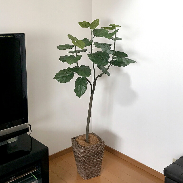 楽天市場】No92661 プレミアム光触媒フェイクグリーン 【幹をグネグネ