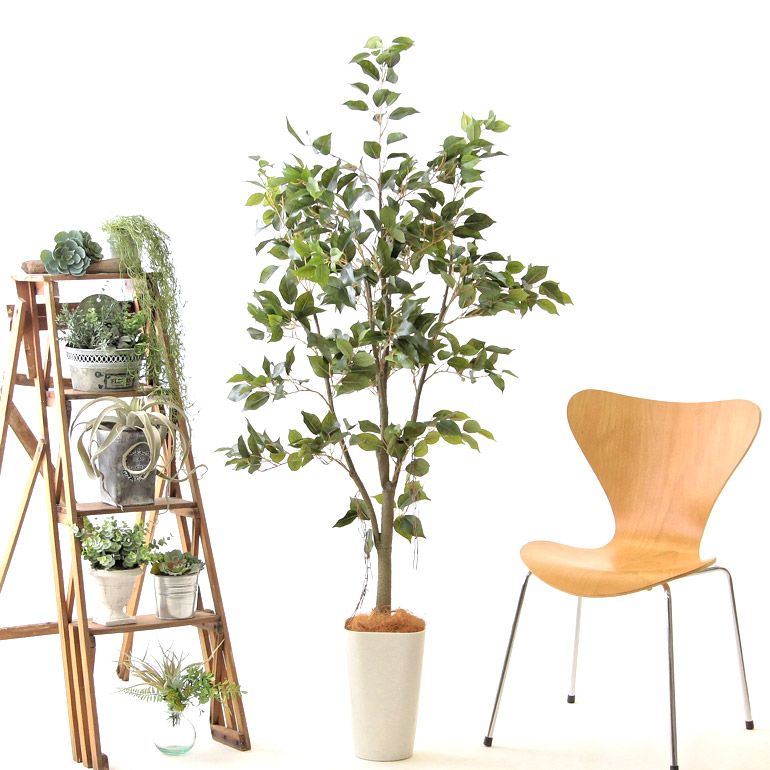 楽天市場】No9276 プレミアム光触媒フェイクグリーン 「フィカス