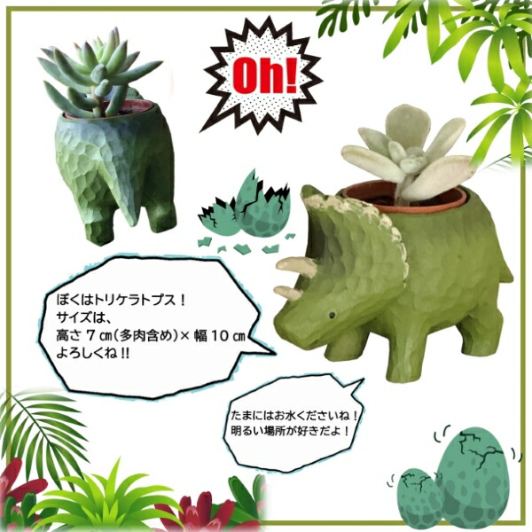 楽天市場】当日発送17時〆 多肉植物 鉢植え 多肉 トリケラトプス