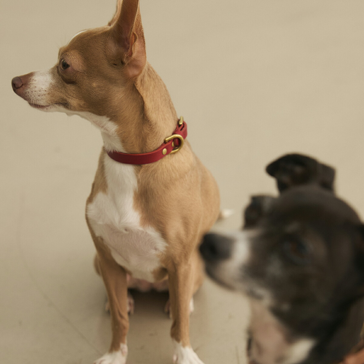 楽天市場】犬 首輪 おしゃれ ｜ 犬首輪 本革 革 お洒落 おしゃれ