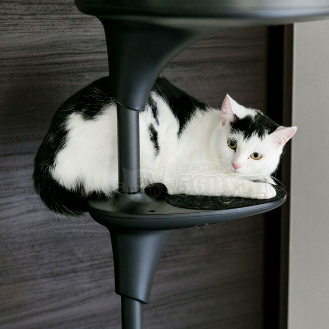 楽天市場】OPPO CatForest2 キャットフォレスト2 ブラック (04351) Cat