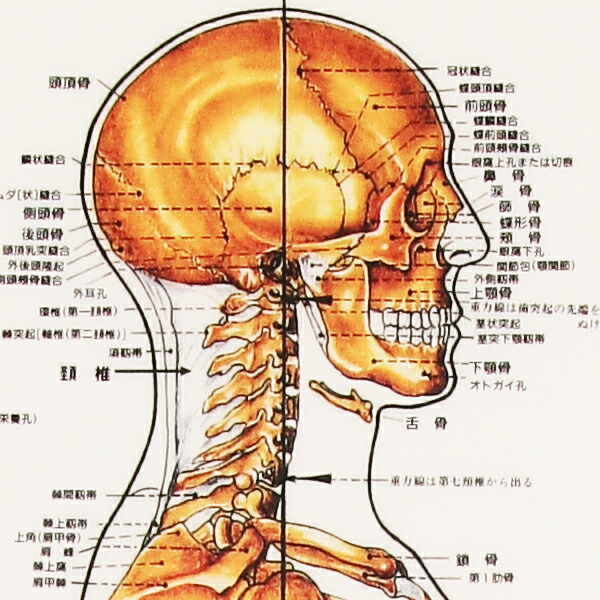 楽天市場】骨格 デスクサイズプラスチック版 ポスター 人体チャート