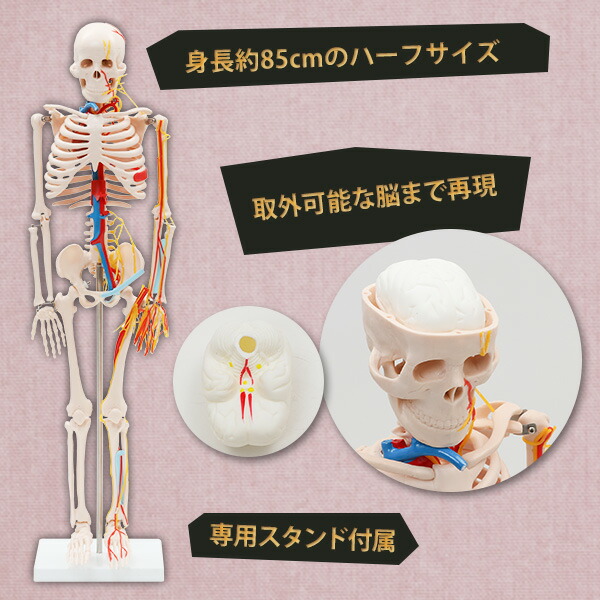 楽天市場】人体模型 骨格模型 全身骨格 模型 1/2サイズ 高さ85cm 主要