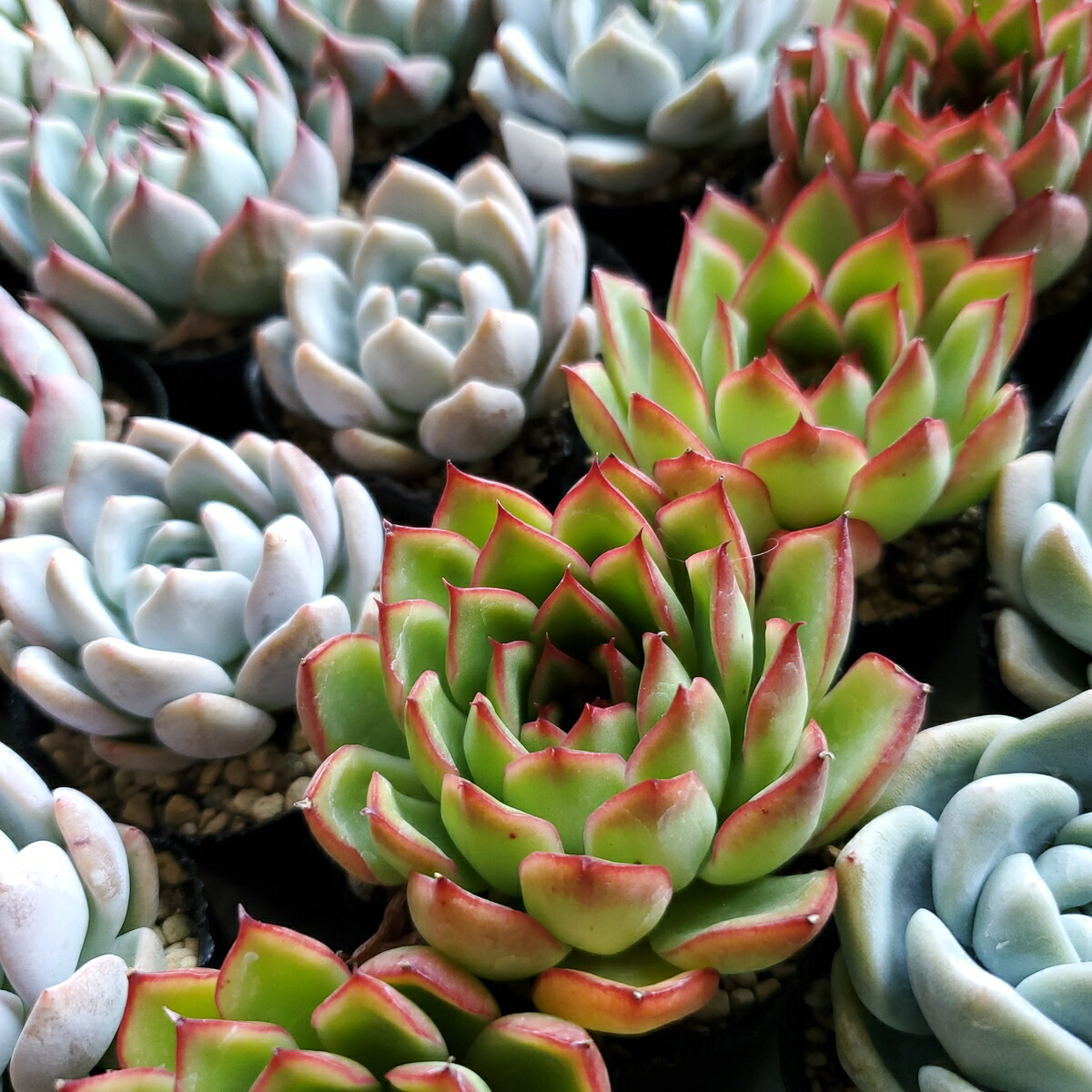 楽天市場】多肉植物 おまかせカット苗セット : ハナミドリ 楽天市場店