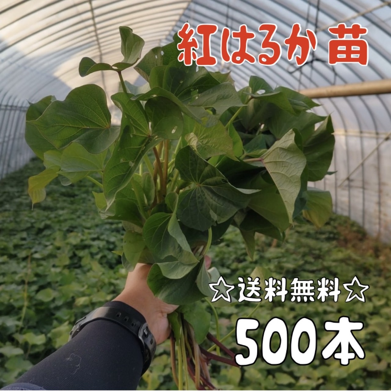 苗 さつまいも 紅はるか」の人気商品一覧 | 安い商品を通販サイトから