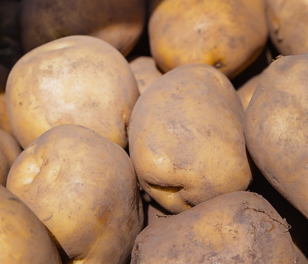 結び農縁」島根県大根島産じゃがいも3キロ ＜8月上旬頃より順次発送