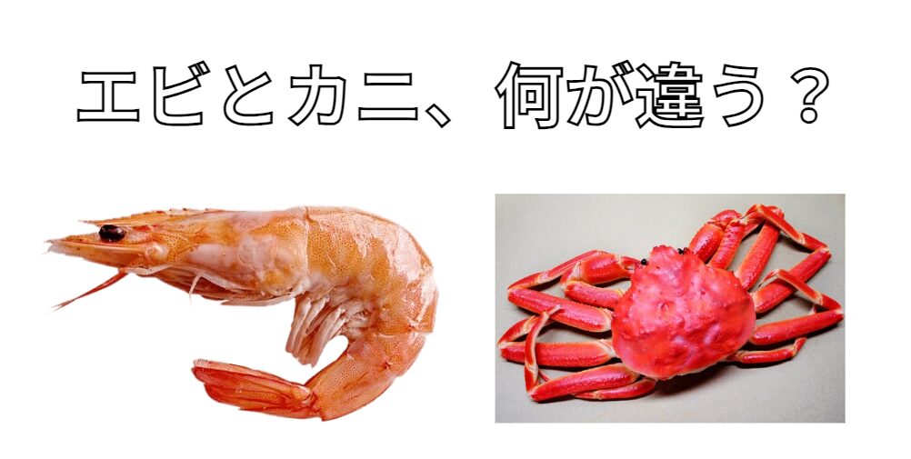 エビとカニの違いは？