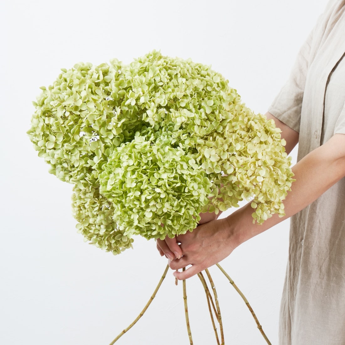 ドライフラワー］紫陽花 アナベル 商品ページ - 土と風の植物園