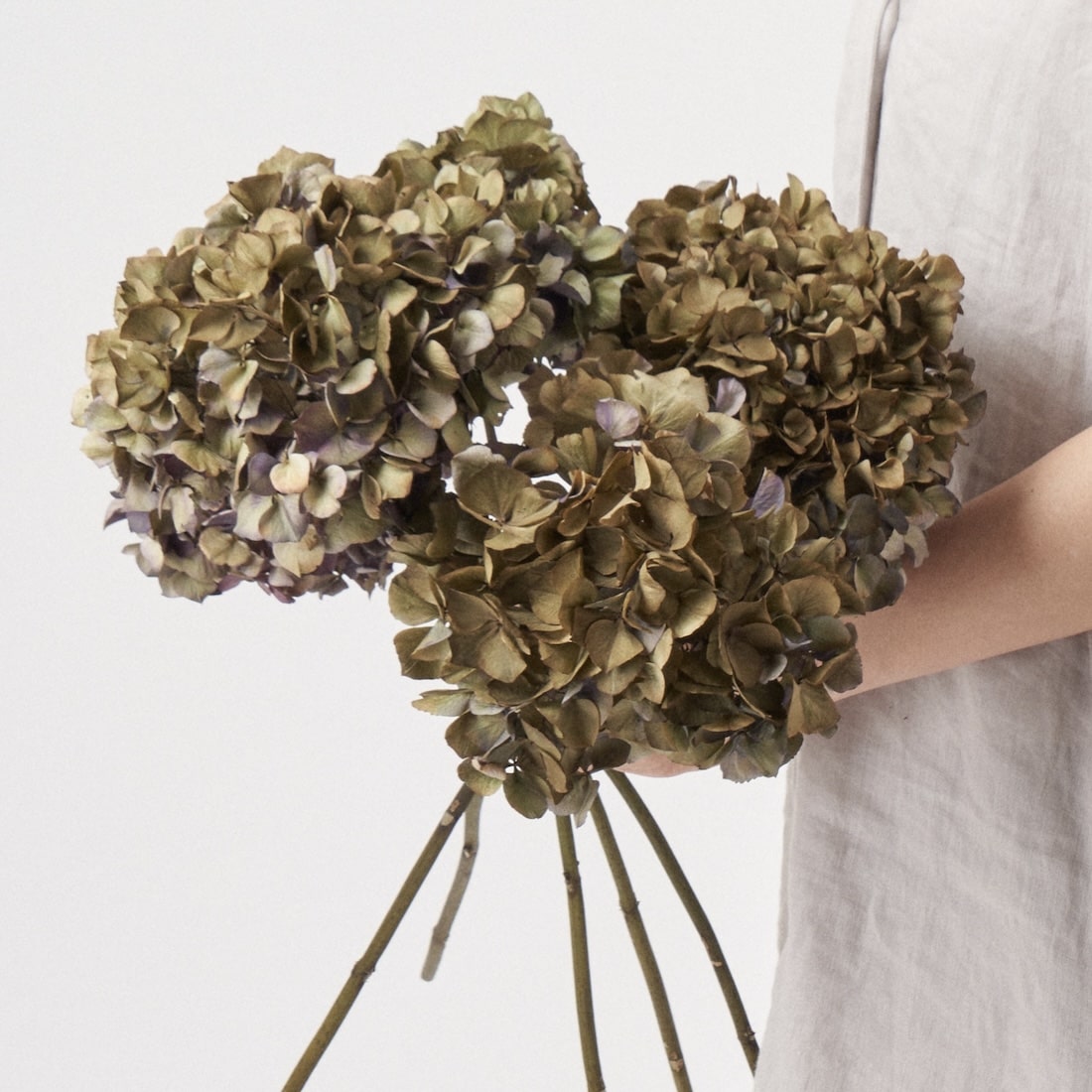 ドライフラワー］紫陽花 スピネルクラシックピンク 商品ページ - 土と