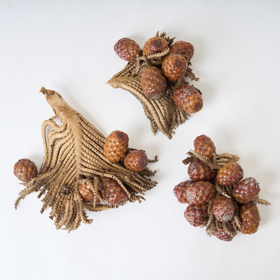 ドライフラワー］ラフィアヤシの実 商品ページ - 土と風の植物園