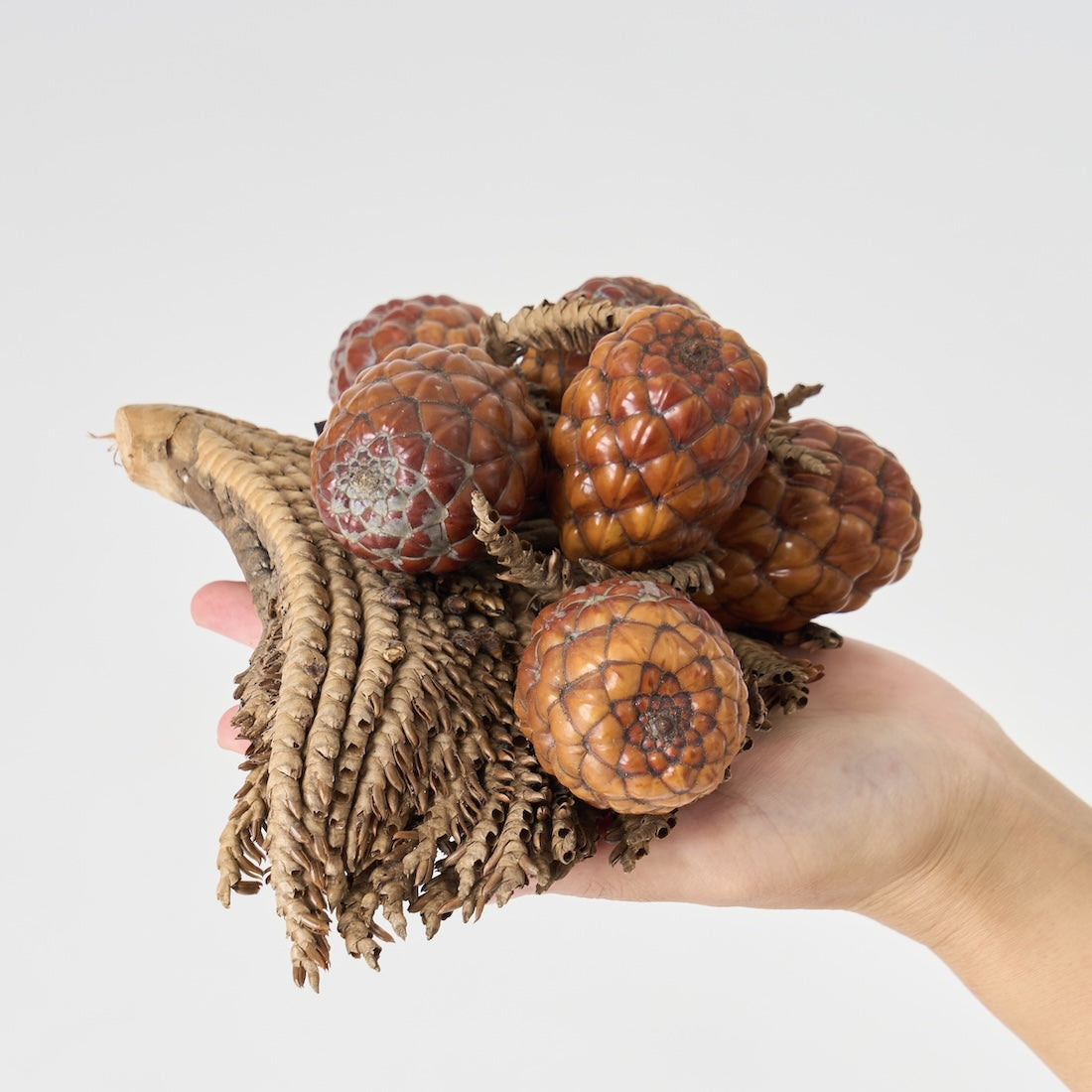 ドライフラワー］ラフィアヤシの実 商品ページ - 土と風の植物園