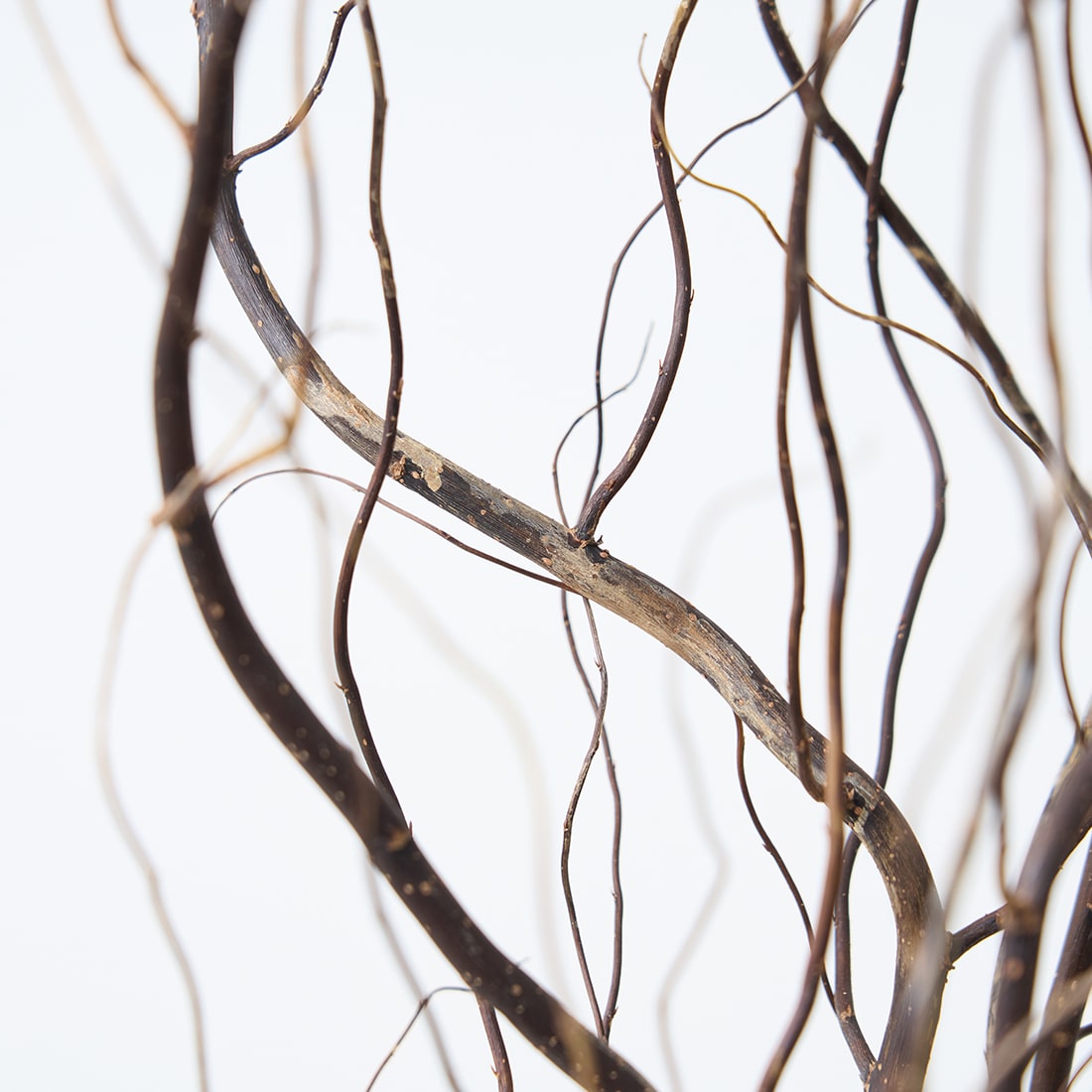 ドライフラワー］雲竜柳 商品ページ - 土と風の植物園