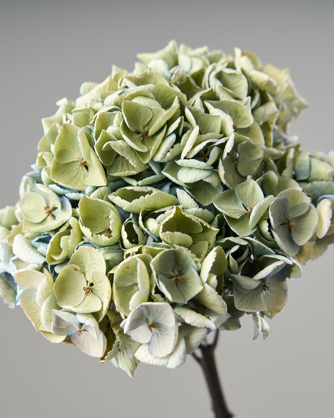 ドライフラワー］秋色紫陽花 西安 商品ページ - 土と風の植物園