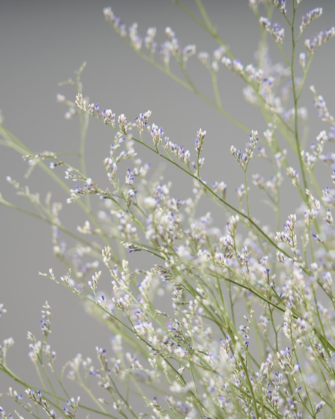 ドライフラワー］宿根スターチス ブルーファンタジア 商品ページ - 土