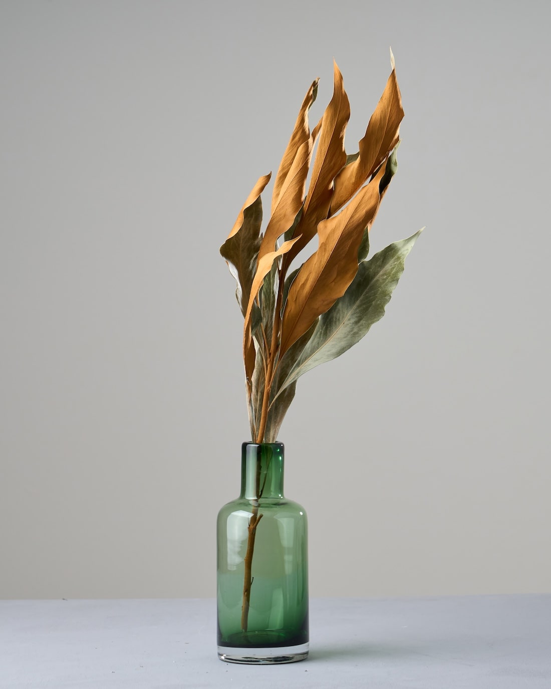 ドライフラワー］グレビレアゴールド商品ページ - 土と風の植物園