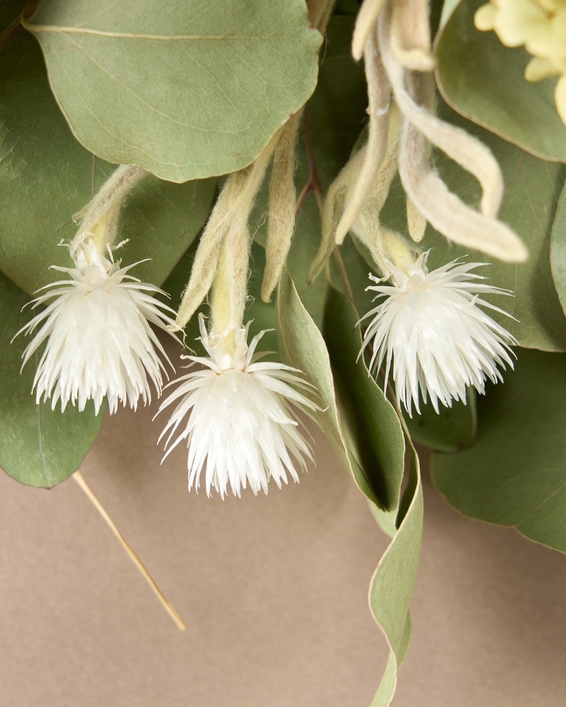 イノセント＞紫陽花アナベル・ユーカリ・エバーラスティングのスワッグ