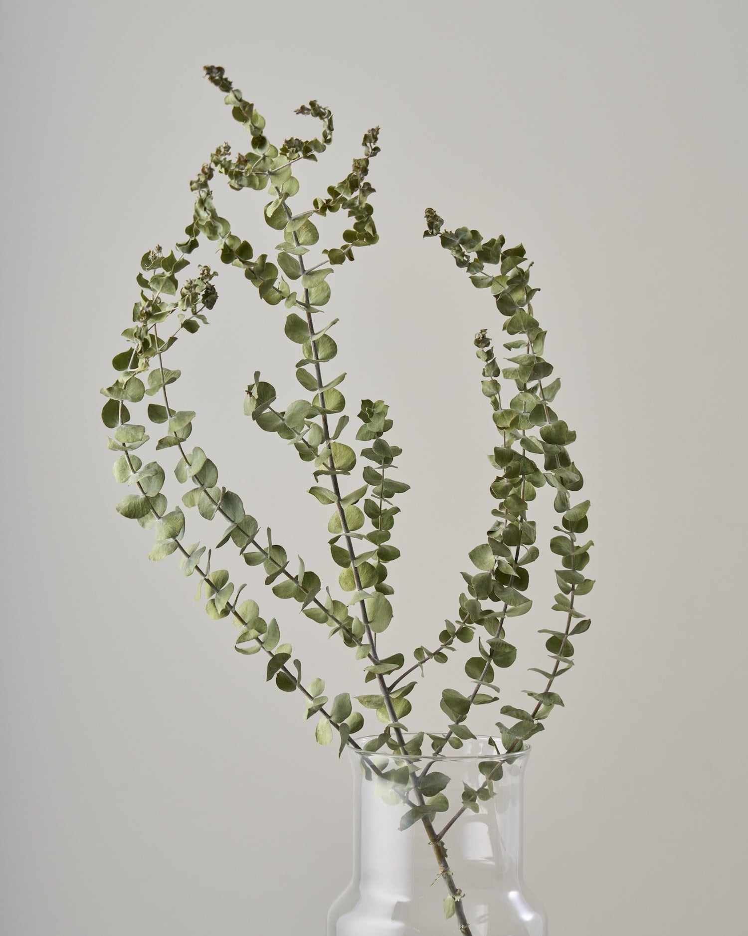 ドライフラワー］ユーカリ ベイビーブルー商品ページ - 土と風の植物園