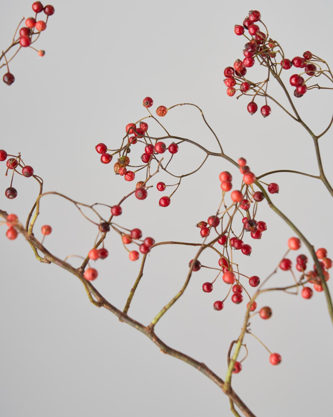 ドライフラワー］野ばらの実商品ページ - 土と風の植物園