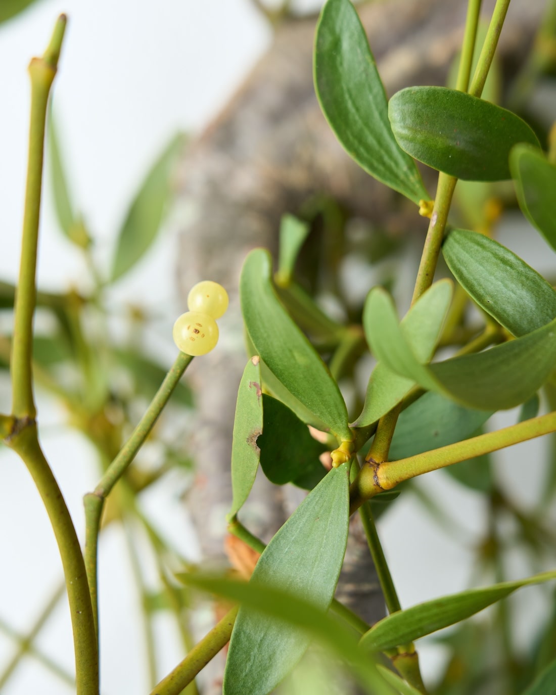BIGボタニカル｜フレッシュ］ヤドリギ 商品ページ - 土と風の植物園