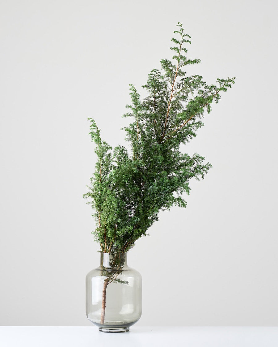 ドライフラワー］サツマ杉 商品ページ - 土と風の植物園