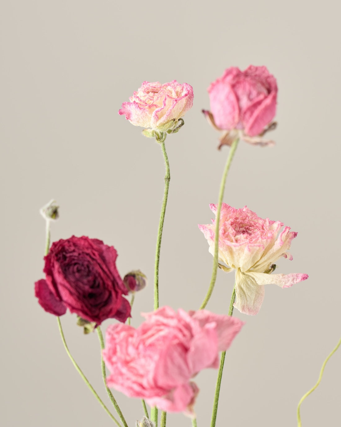 ドライフラワー］ラナンキュラス 商品ページ - 土と風の植物園